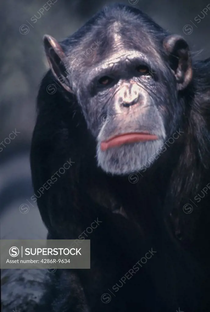 Close-up of a Chimpanzee ape making a sad face.