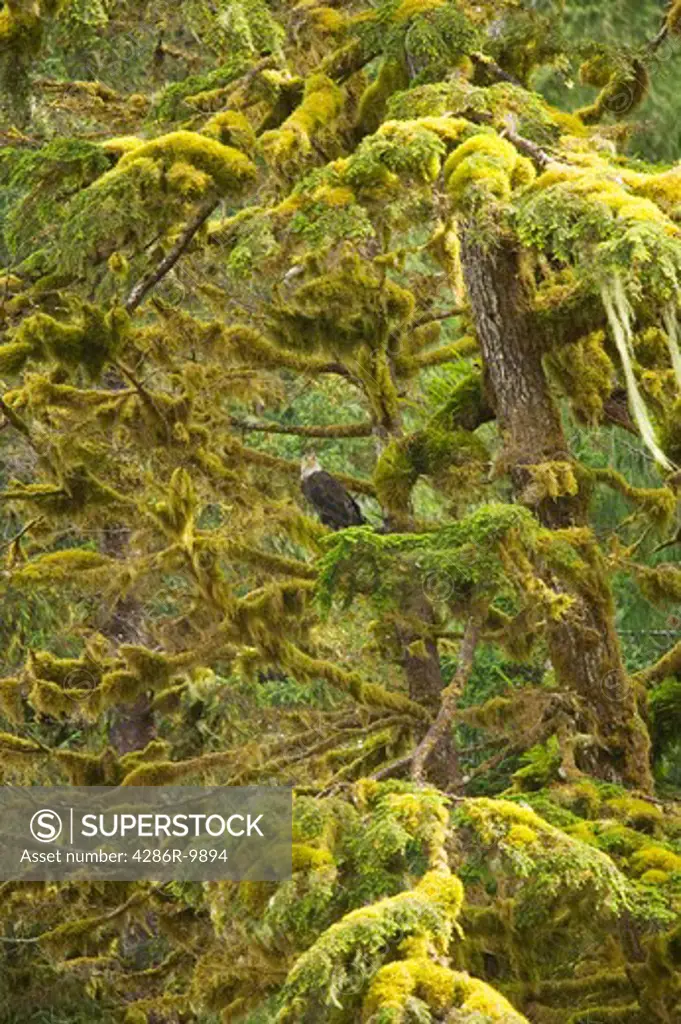 Gwaii Haanas National Park Reserve, Queen Charlotte Islands British Columbia Canada. Bald eagles.  -