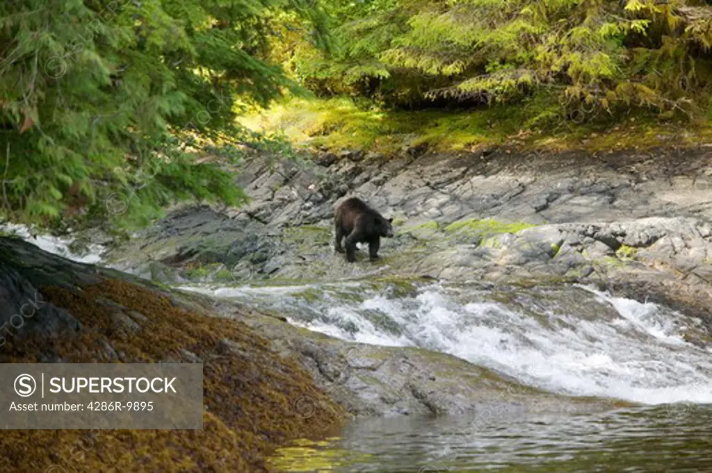 Gwaii Haanas National Park Reserve, Queen Charlotte Islands British Columbia Canada. Black bear fishing for salmon  -