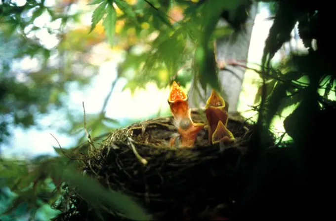 Baby birds (robins) in nest cry for food.