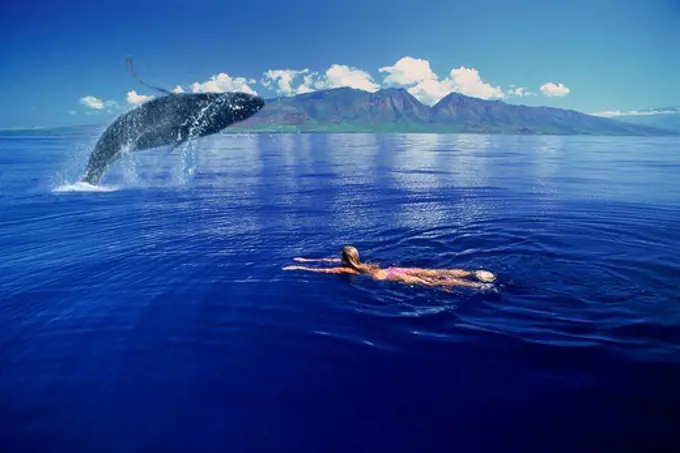 Humpback whale Megaptera novaeangliae with woman swimming off Island of Maui 