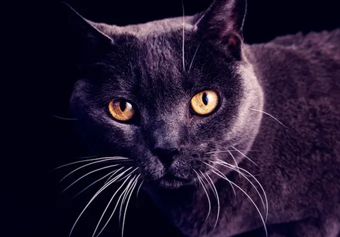 Close-up shot of a dark, greyish-black cat with white whiskers and dark yellow eyes.