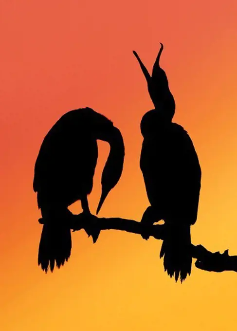 North America, USA, Florida, Merritt Island,  digitally altered, silhouettes of a pair of cormorants perched on a branch at sunset.