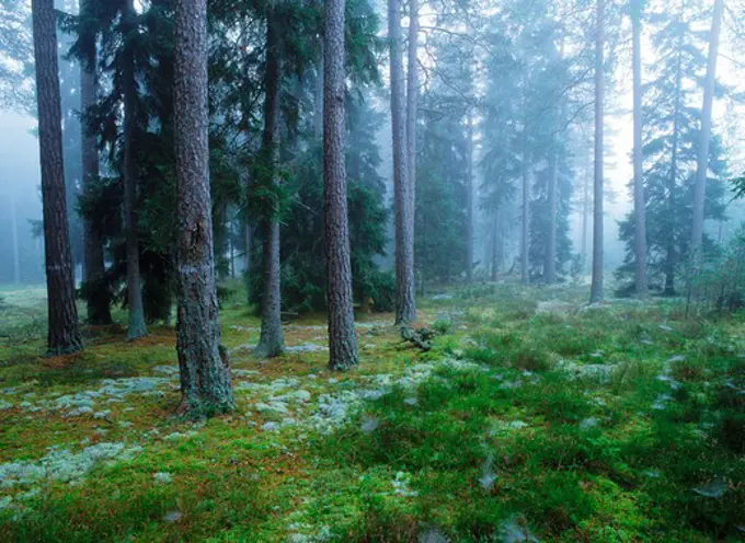 Old growth forest in Sweden in misty morning light