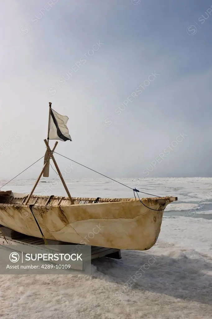 Inupiaq Eskimo Skin Boat Umiaq made from bearded seal skin resting on the shore ice of the Chukchi Sea off shore of Barrow, Arctic Alaska, Summer