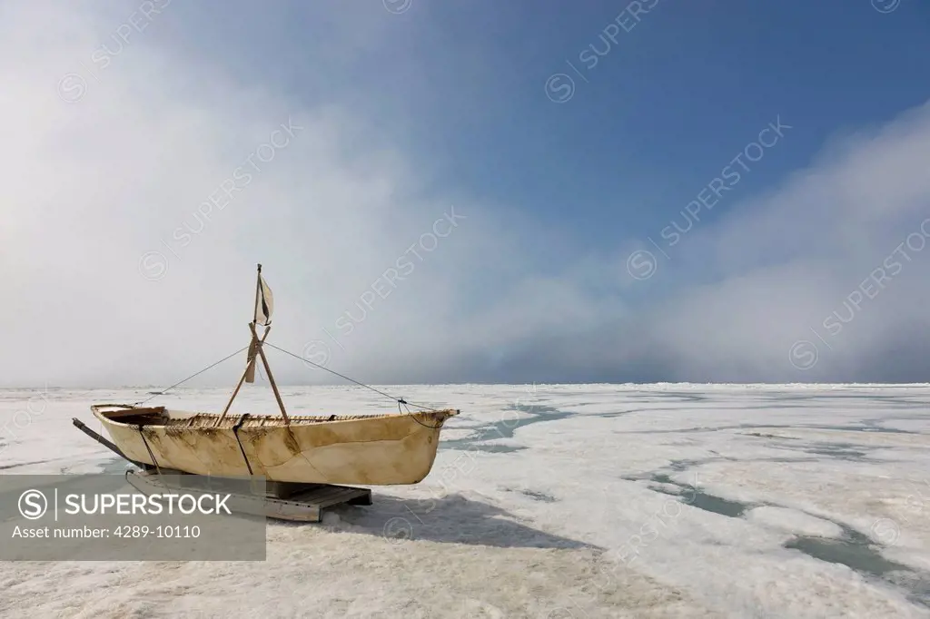 Inupiaq Eskimo Skin Boat Umiaq made from bearded seal skin resting on the shore ice of the Chukchi Sea off shore of Barrow, Arctic Alaska, Summer