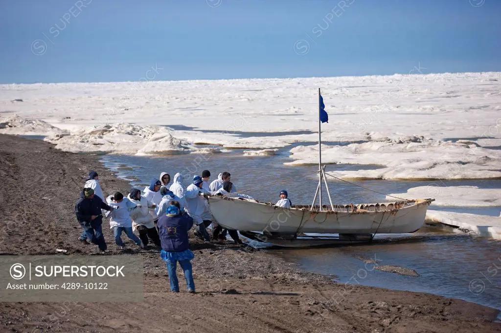 Whaling crew pushes their Umiaq off the Chuchki Sea ice at the end of the spring whaling season in Barrow, Arctic Alaska, Summer