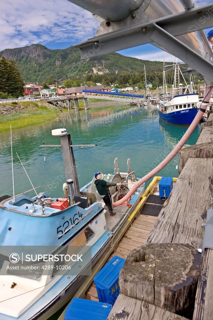 Commercial salmon fisherman loading crushed ice into his boat in order to keep his catch from spoiling, Haines Boat Harbour, Haines, Southeast Alaska,...