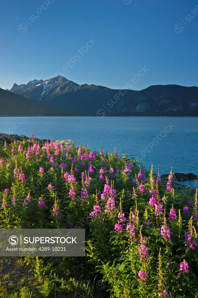 View across Lutak Inlet towards the Coastal Mountain Range and Mt. Villard, Haines, Southeast Alaska, Summer