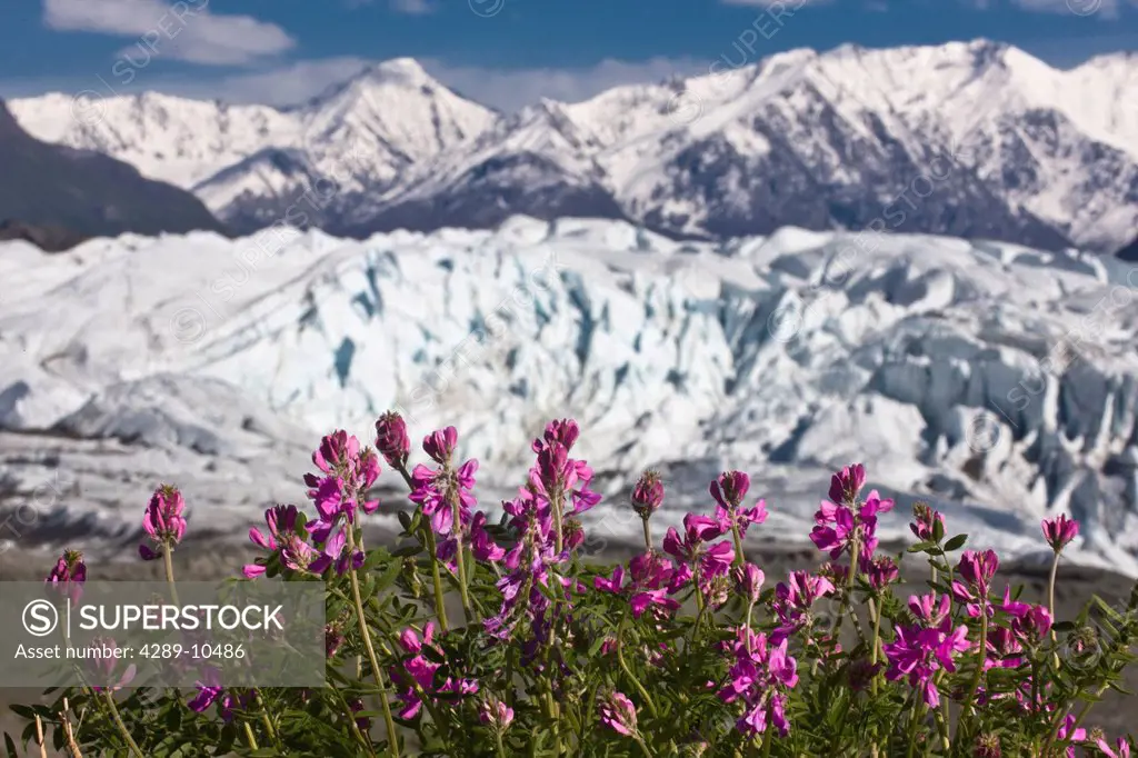 Scenic view of Matanuska Glacier and Chugach Mountains with Wild Sweet Pea in the foreground, Matanuska Valley, Southcentral Alaska, Summer