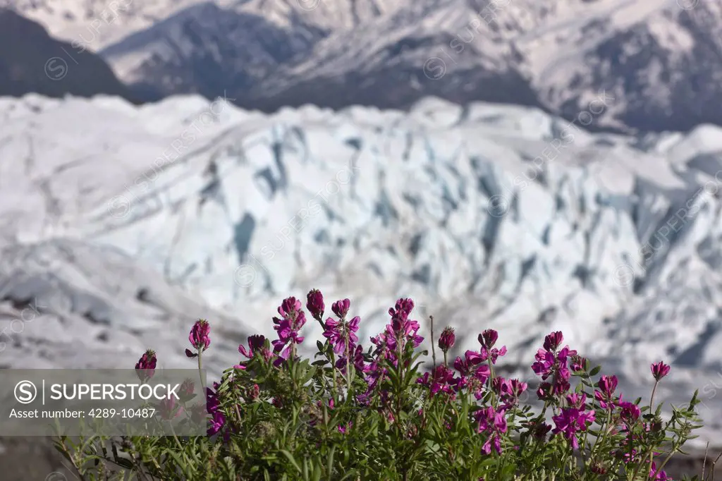 Scenic view of Matanuska Glacier and Chugach Mountains with Wild Sweet Pea in the foreground, Matanuska Valley, Southcentral Alaska, Summer