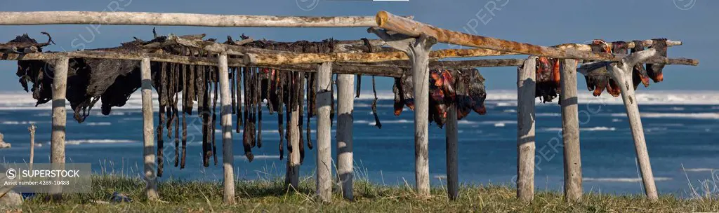 Seal intestines and meat on drying racks with Bering sea and ice in background, Shishmaref Island, Arctic Alaska, Summer