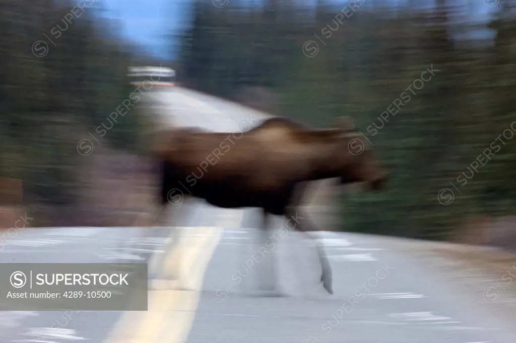 Blurred cow moose crossing park road with RV in background. Denali National Park & Preserve, Interior Alaska, Autumn