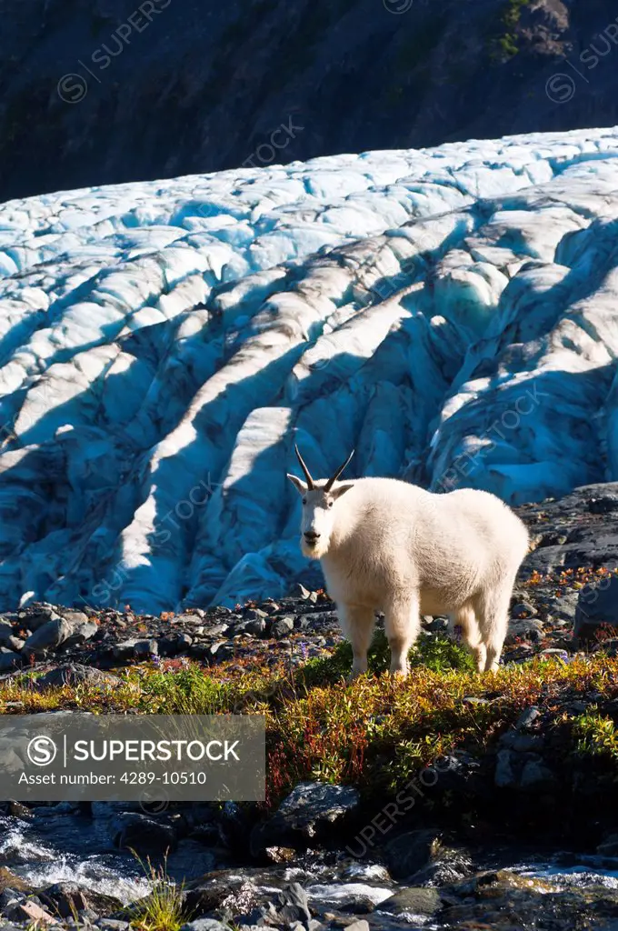View of a mountain goat grazing on plants near Harding Icefield Trail with Exit Glacier in the background, Kenai Fjords National Park near Seward, Ken...