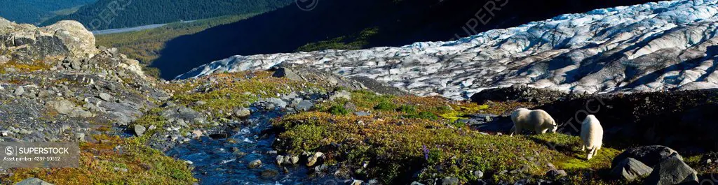 Panoramic view of a nanny mountan goat and her young billy grazing on plants near Harding Icefield Trail with Exit Glacier in the background, Kenai Fj...
