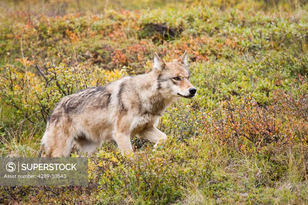 Gray wolf walking across tundra in Stony Pass, Denali National Park and Preserve, Interior Alaska, Autumn