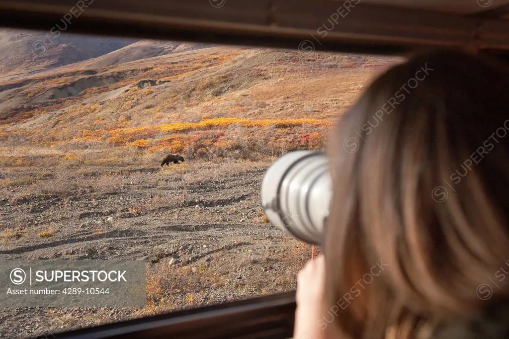 Woman photographs through a tour bus window a Grizzly in Highway Pass, Denali National Park and Preserve, Interior Alaska, Autumn
