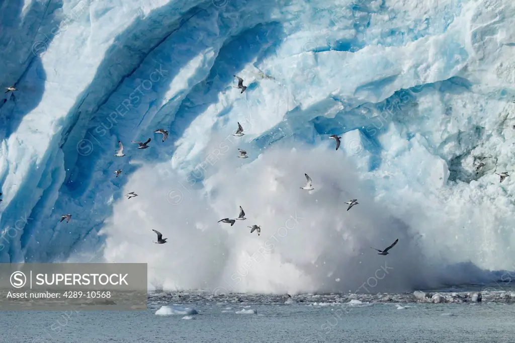 Black_legged kittiwakes by calving ice off the face of Blackstone Glacier east of Whittier in Prince William Sound, Southcentral Alaska, Spring