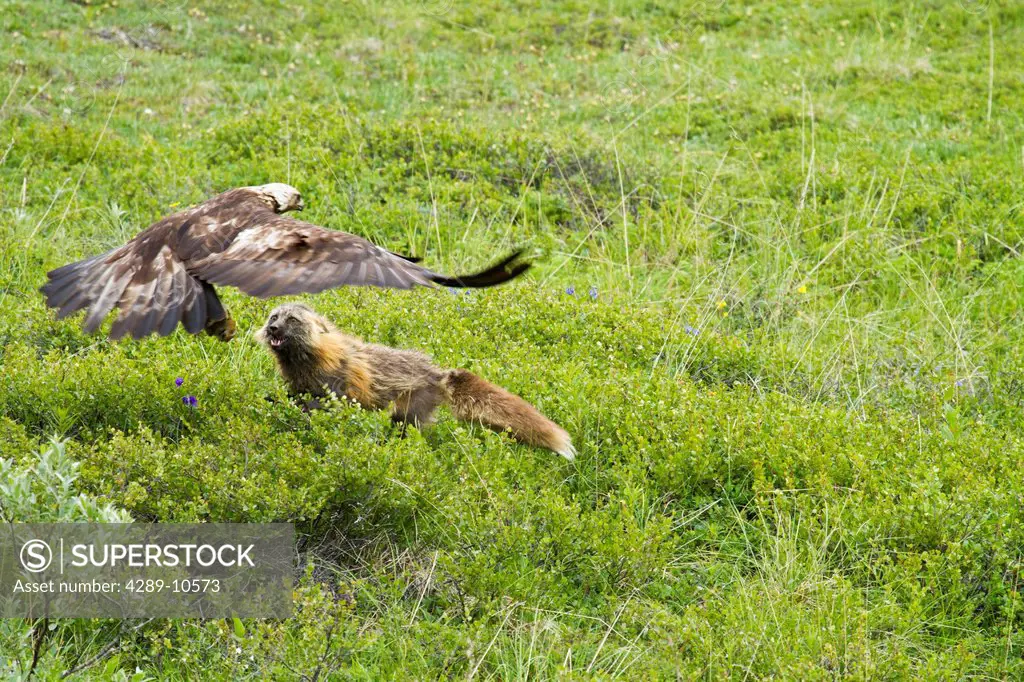 A golden eagle swoops down and steals a ground squirrel that a fox had just caught near the Eielson Visitors center in Denali National Park & Preserve...
