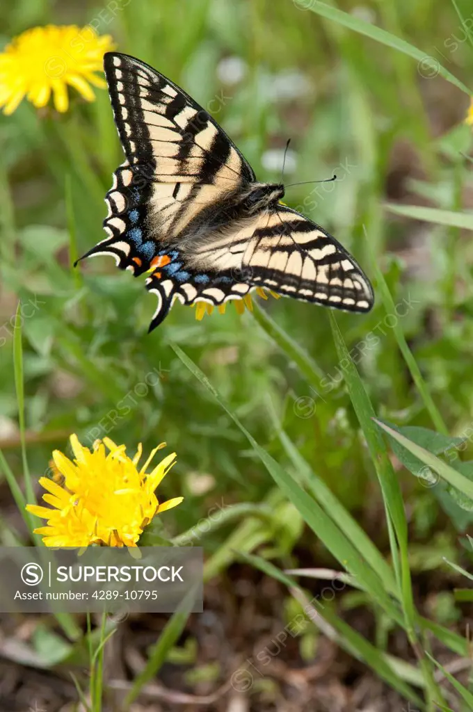 Canadian Tiger Swallowtail butterfly with wings spread resting on Dandelion flower, Fairbanks, Interior Alaska, Summer