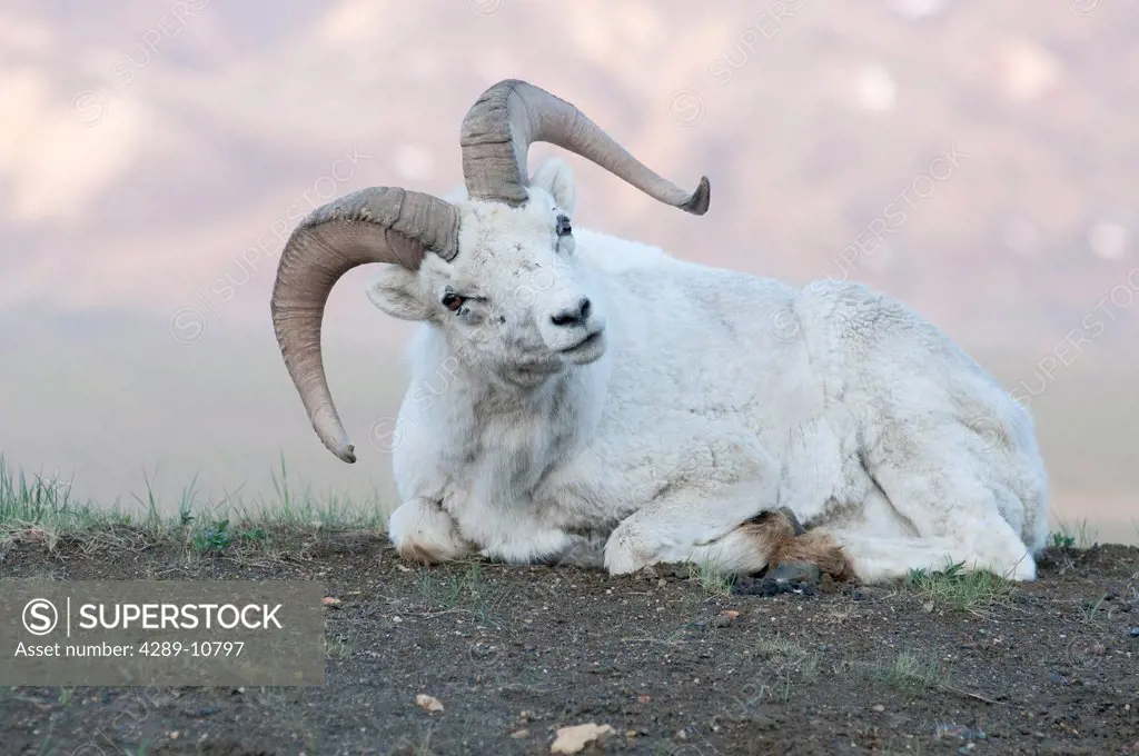 Close_up of Dall Sheep ram with head tilted to side lying on gravel ridge, Polychrome Pass in Denali National Park, Interior Alaska, Spring