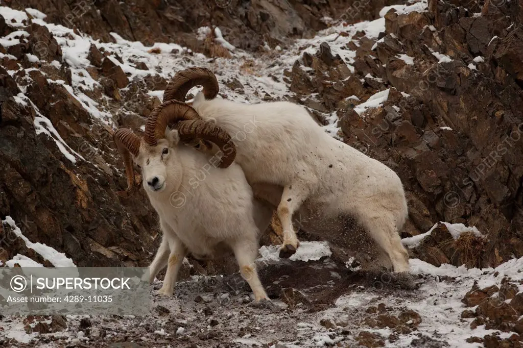 Two Dall sheep rams fight during the late Autumn rut in the Chugach Mountains, Southcentral Alaska