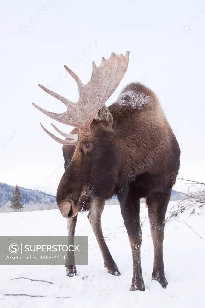 Adult bull moose standing on snowcovered ground, Alaska Wildlife Conservation Center, Southcentral Alaska, Winter. CAPTIVE