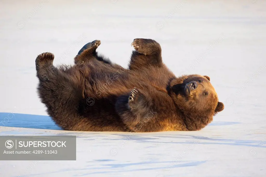 Adult Brown Bear rolling on its back in the snow at Alaska Wildlife Conservation Center, Portage, Southcentral Alaska, Winter, CAPTIVE