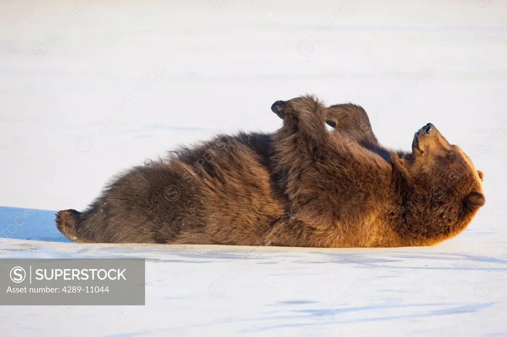 Adult Brown Bear rolling on its back in the snow at Alaska Wildlife Conservation Center, Portage, Southcentral Alaska, Winter, CAPTIVE