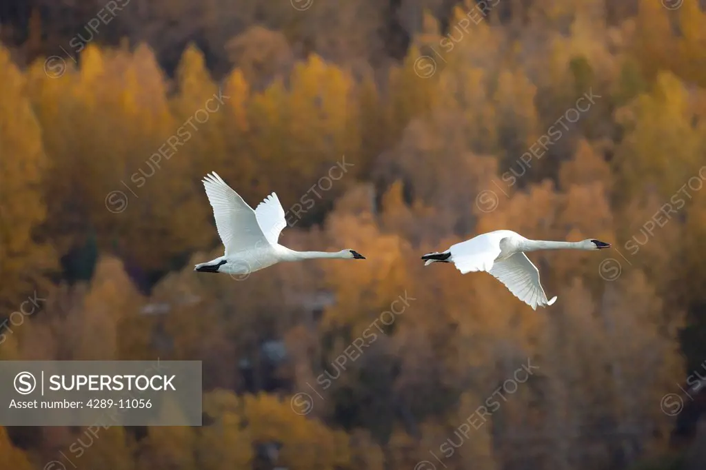 Two adult Trumpeter Swans fly over Potter Marsh near Anchorage, Southcentral Alaska, Autumn