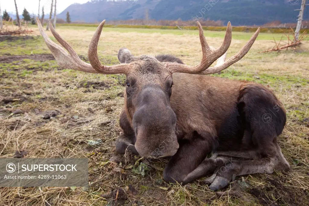 A wide_angle view of a bull moose lying in grass at the Alaska Widllife Conservation Center, Southcentral Alaska, Autumn. CAPTIVE