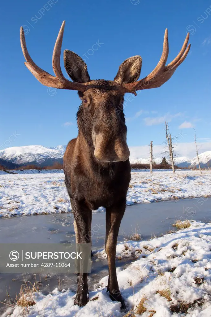A wide_angle view of a bull moose standing on thin snow at the Alaska Widllife Conservation Center, Southcentral Alaska, Winter. CAPTIVE