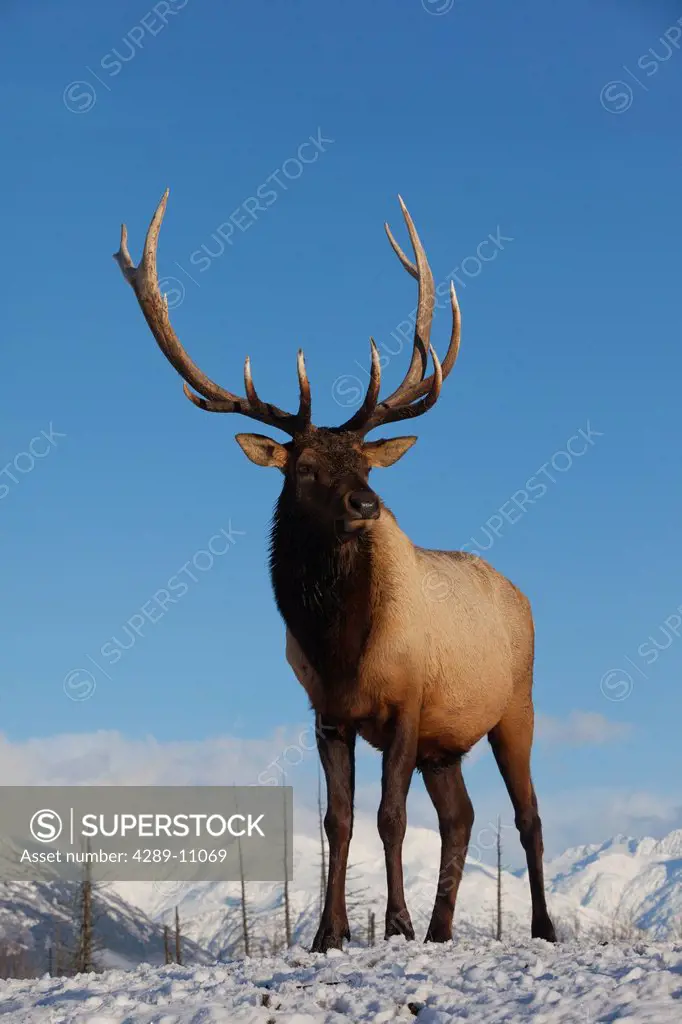 A mature Roosevelt Elk stands on snowcovered ground on a sunny day at Alaska Wildlife Conservation Center, Southcentral Alaska, Winter. CAPTIVE