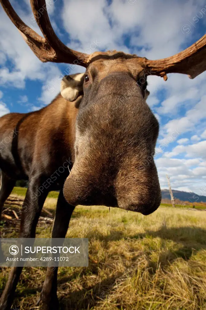 A wide_angle close_up view of a bull moose at the Alaska Widllife Conservation Center, Southcentral Alaska, Autumn. CAPTIVE
