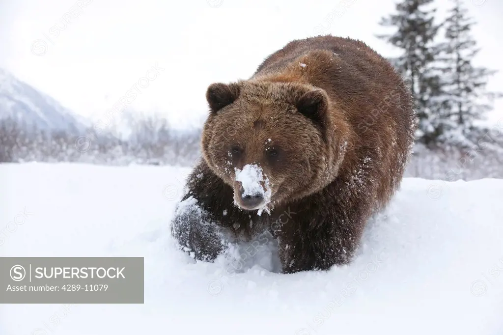 Adult Brown bear walking through fresh snow at the Alaska Wildlife Conservation Center, Southcentral Alaska, Winter, Captive