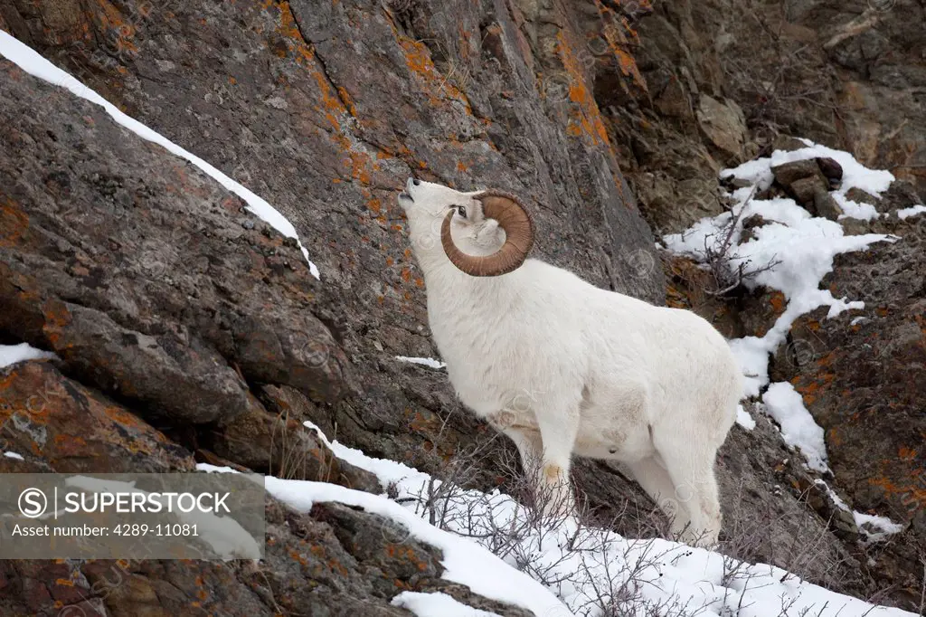 Dall ram raises his nose and curls his upper lip after sniffing a Dall ewe´s urine during the late Fall rut, Chugach Mountains, Southcentral Alaska, A...