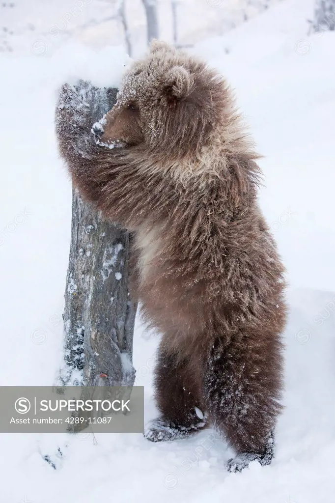 CAPTIVE: female Brown bear cub from Kodiak stands and holds onto a log the Alaska Wildlife Conservation Center, Southcentral Alaska, Winter