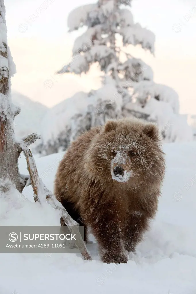 CAPTIVE: Female Kodiak Brown bear cub walks in the snow with her face covered in snow at the Alaska Wildlife Conservation Center, Southcentral Alaska,...