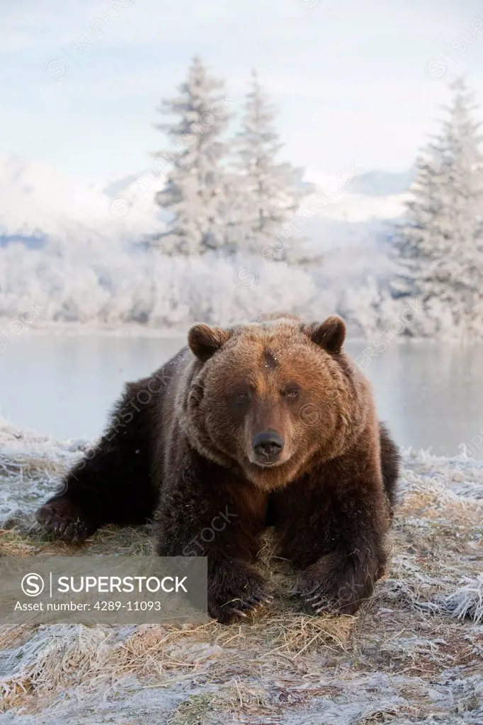 CAPTIVE: Female Brown bear lays on snowy hill with scenic winterscape in the background at the Alaska Wildlife Conservation Center, Southcentral Alask...