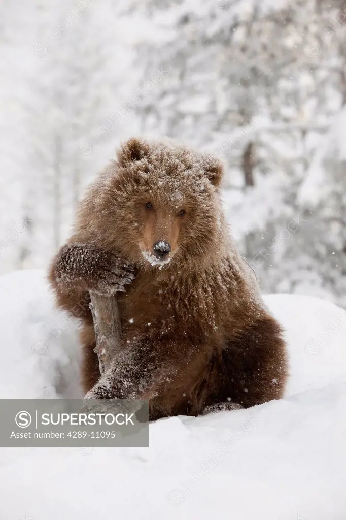 CAPTIVE: Female Brown bear cub from Kodiak holds onto a log while sitting on a snow covered hill in a snowstorm at the Alaska Wildlife Conservation Ce...