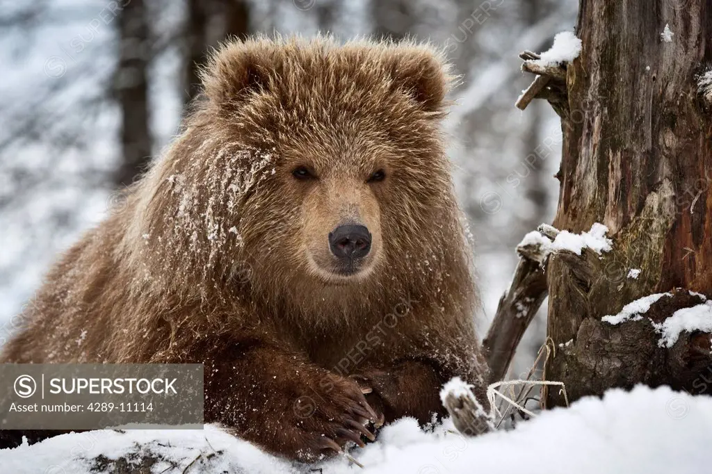 CAPTIVE: Kodiak Brown bear cub peeks over a snow covered log, Alaska Wildlife Conservation Center, Southcentral, Alaska, Winter