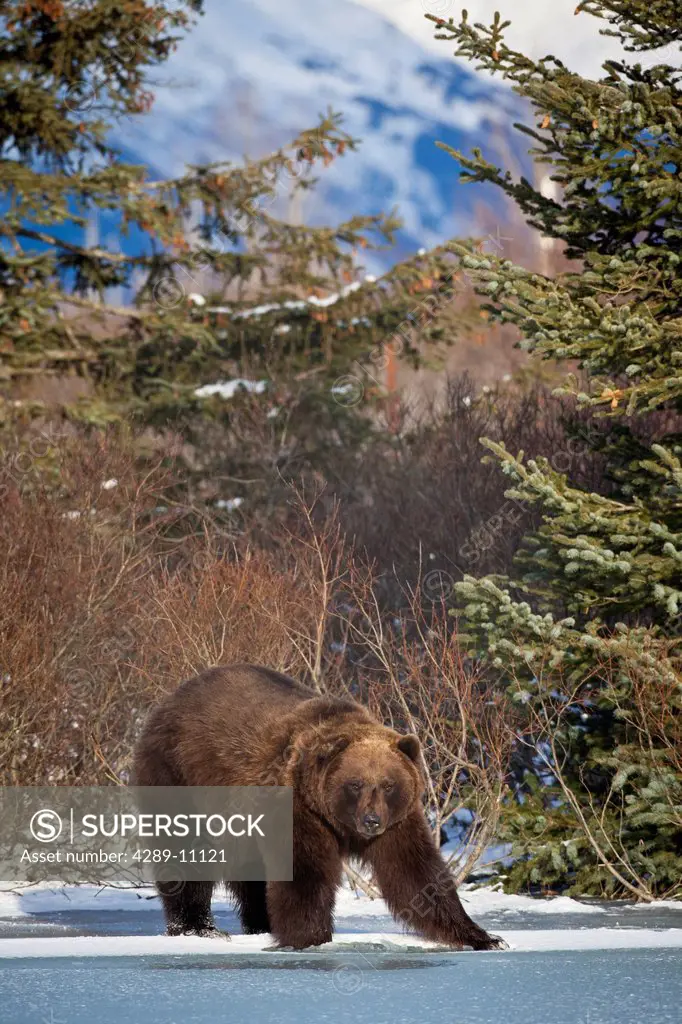 CAPTIVE: Adult Brown bear male stands at the edge of a frozen pond surrounded by Spruce trees, Alaska Wildlife Conservation Center, Southcentral, Alas...