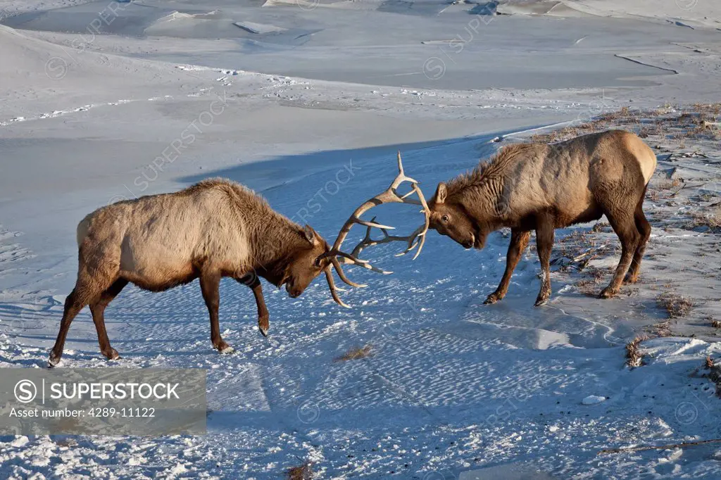 CAPTIVE: Pair of Roosevelt bull elk play_fight on a frozen pond at Alaska Wildlife Conservation Center, Southcentral, Alaska, Winter