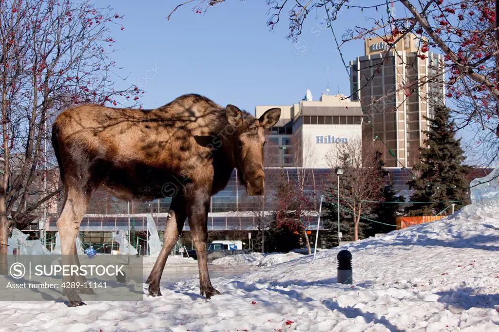 A cow moose near the Performing Arts Center buildling in downtown Anchorage, Southcentral Alaska, Winter