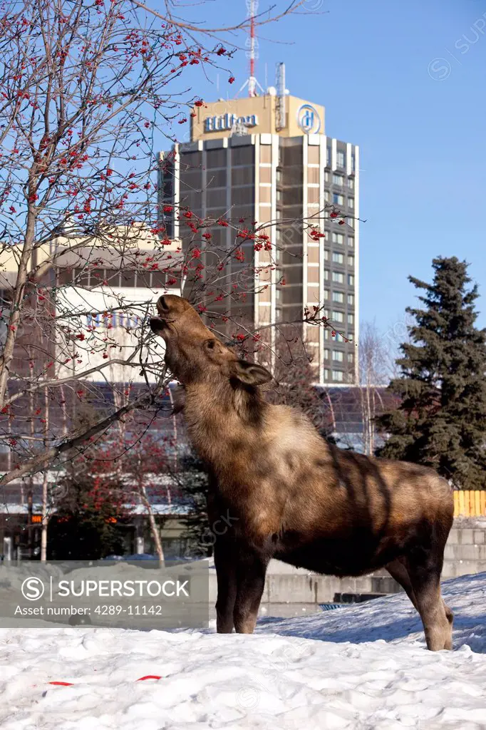 A cow moose feeds on Mountain Ash berries next to the Performing Arts Center buildling in downtown Anchorage, Southcentral Alaska, Winter