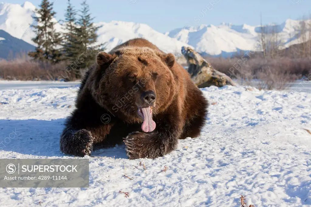 CAPTIVE: Grizzly laying in snow and has its long tongue sticking out, Alaska Wildlife Conservation Center, Southcentral Alaska, Winter