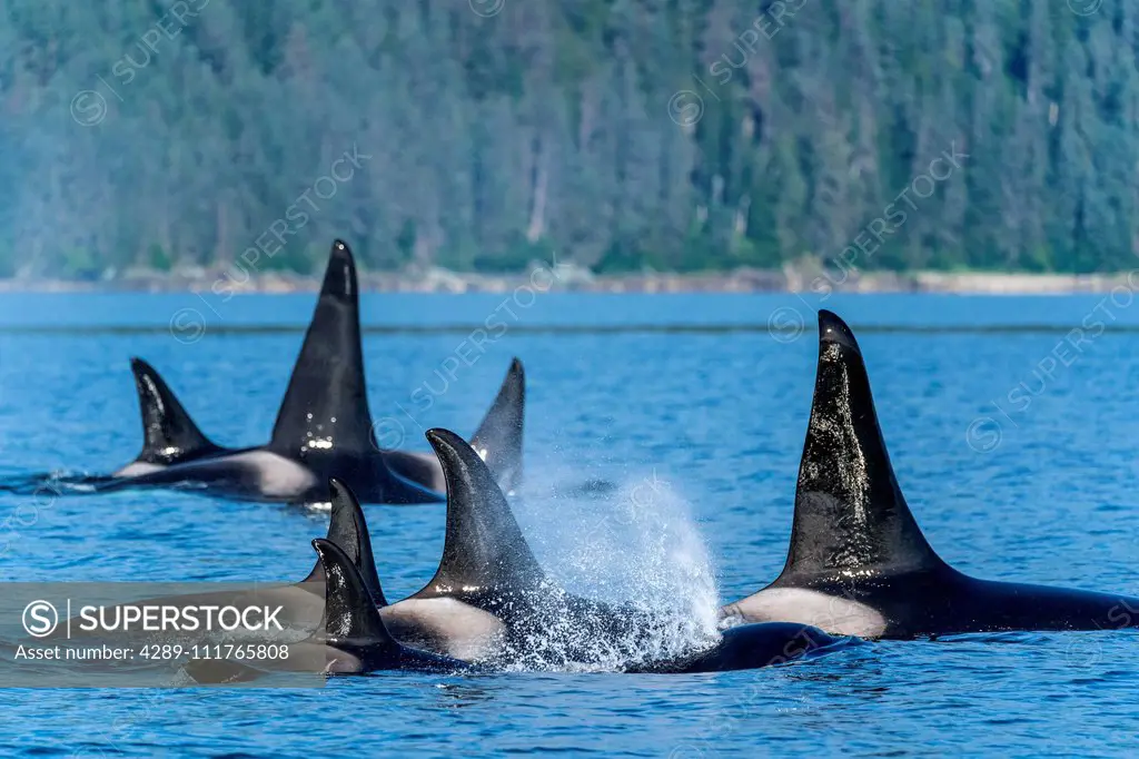 Orcas (Orcinus orca), also known as a Killer Whales, surface in Chatham Strait, Inside Passage; Alaska, United States of America