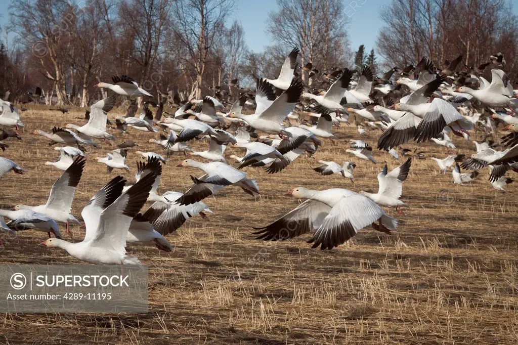 Flock of Snow Geese fly close to the ground over a field, Mat_Su Valley, Palmer, Southcentral Alaska, Spring