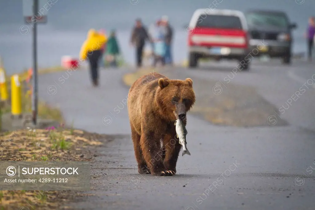 A Brown bear walks down a street near Valdez at Allison Point with a Pink salmon in its mouth with Cars and people in background, Southcentral Alaska,...
