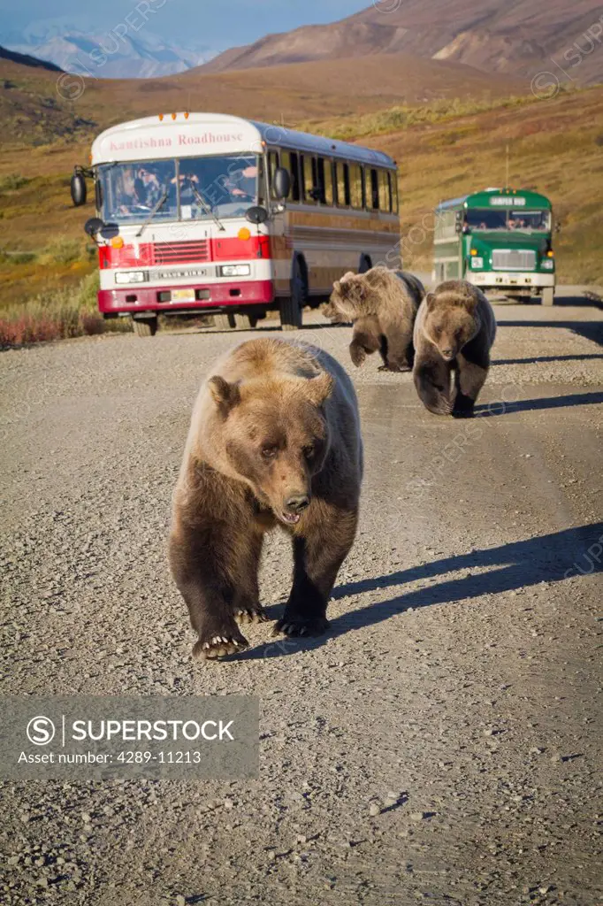 A sow grizzly with cubs walk along the park road with shuttle buses stopped in the background, Denali National Park and Preserve, Interior Alaska, Aut...